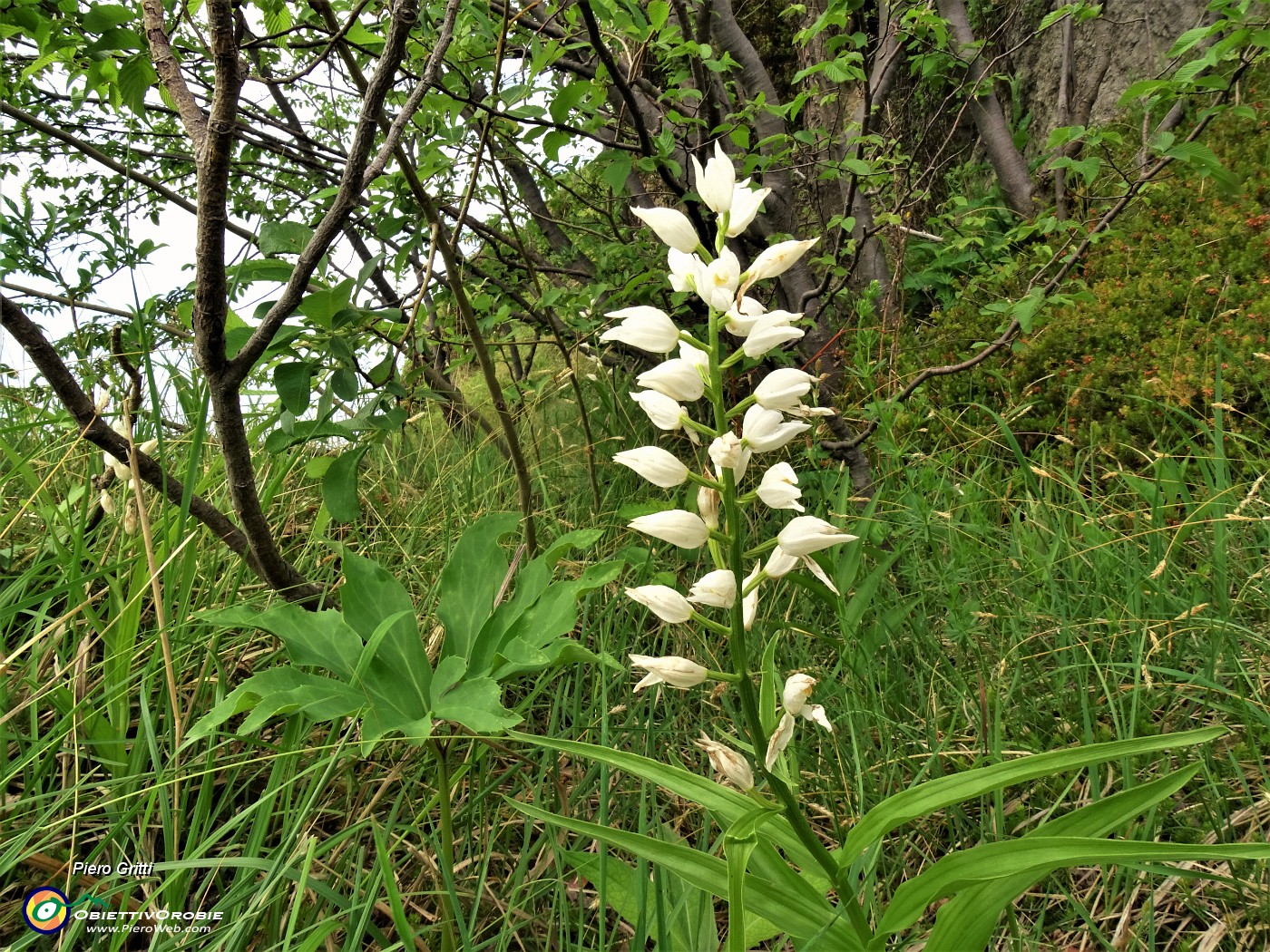 50 Cephalantera longifolia (Cefalantera maggiore).JPG